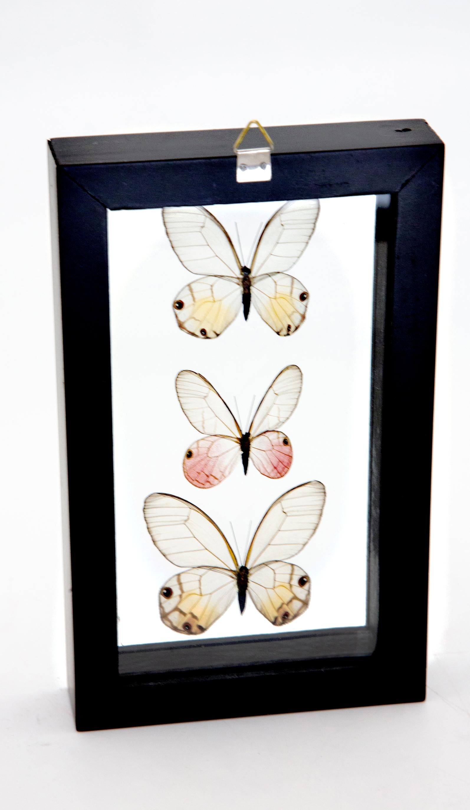 Amber Phantom, Blushing Phantom, and Reddish Clearwing Phantom In New Condition In New York, NY