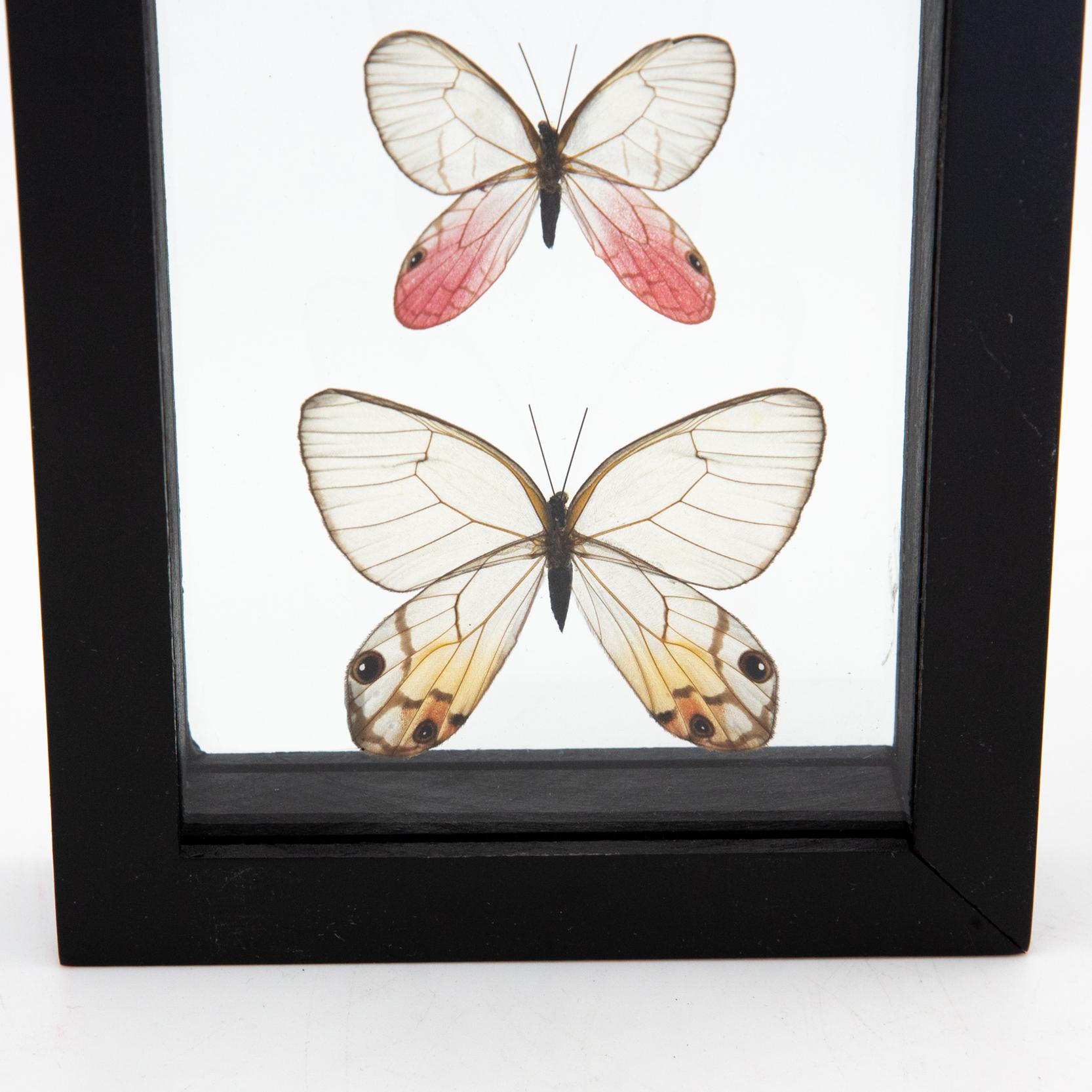 Contemporary Amber Phantom, Blushing Phantom, and Reddish Clearwing Phantom