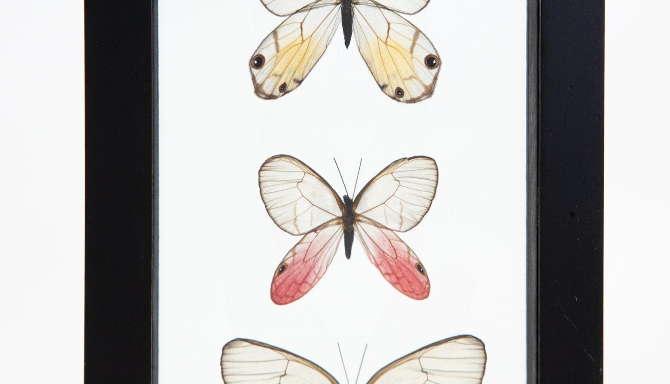 Glass Amber Phantom, Blushing Phantom, and Reddish Clearwing Phantom