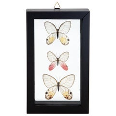 Amber Phantom, Blushing Phantom, and Reddish Clearwing Phantom