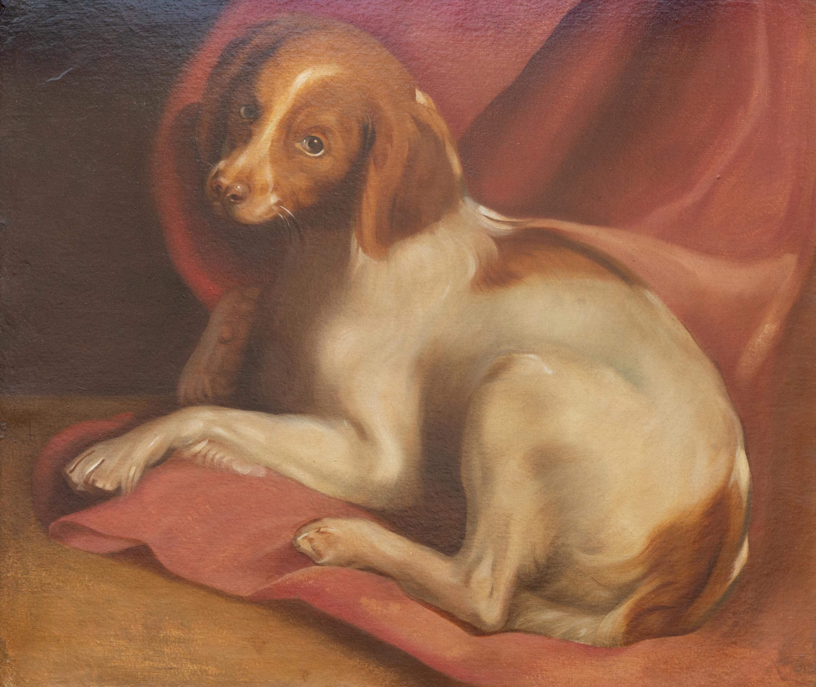Peinture américaine à l'huile sur panneau représentant un chien, datant de la fin du 19e siècle, dans un cadre en bois doré. Comment ne pas fondre devant cette scène réconfortante ? Un chien roux et blanc se repose confortablement sur un drapé rouge