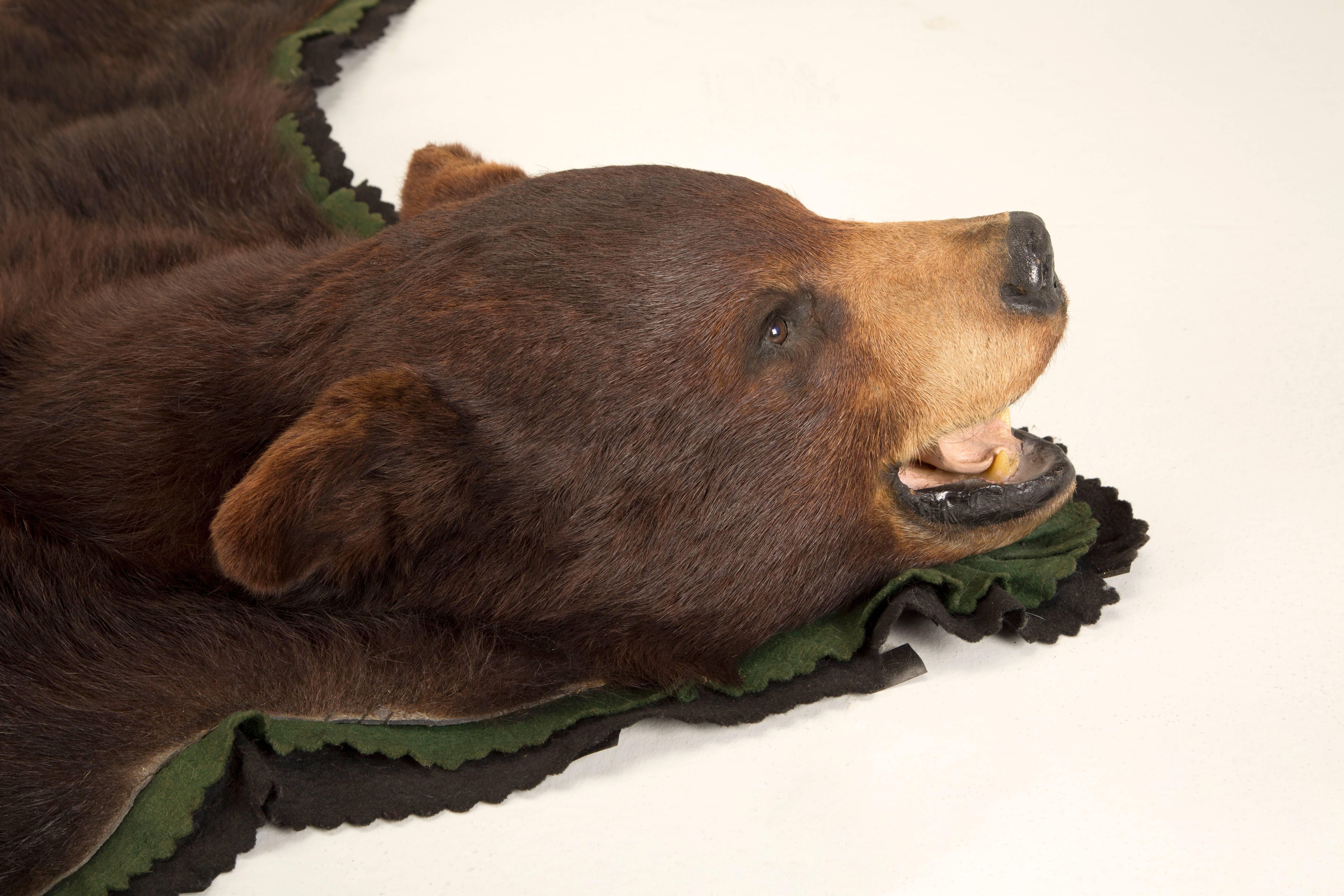 American Black Bear Taxidermy Rug In Good Condition In Chicago, IL