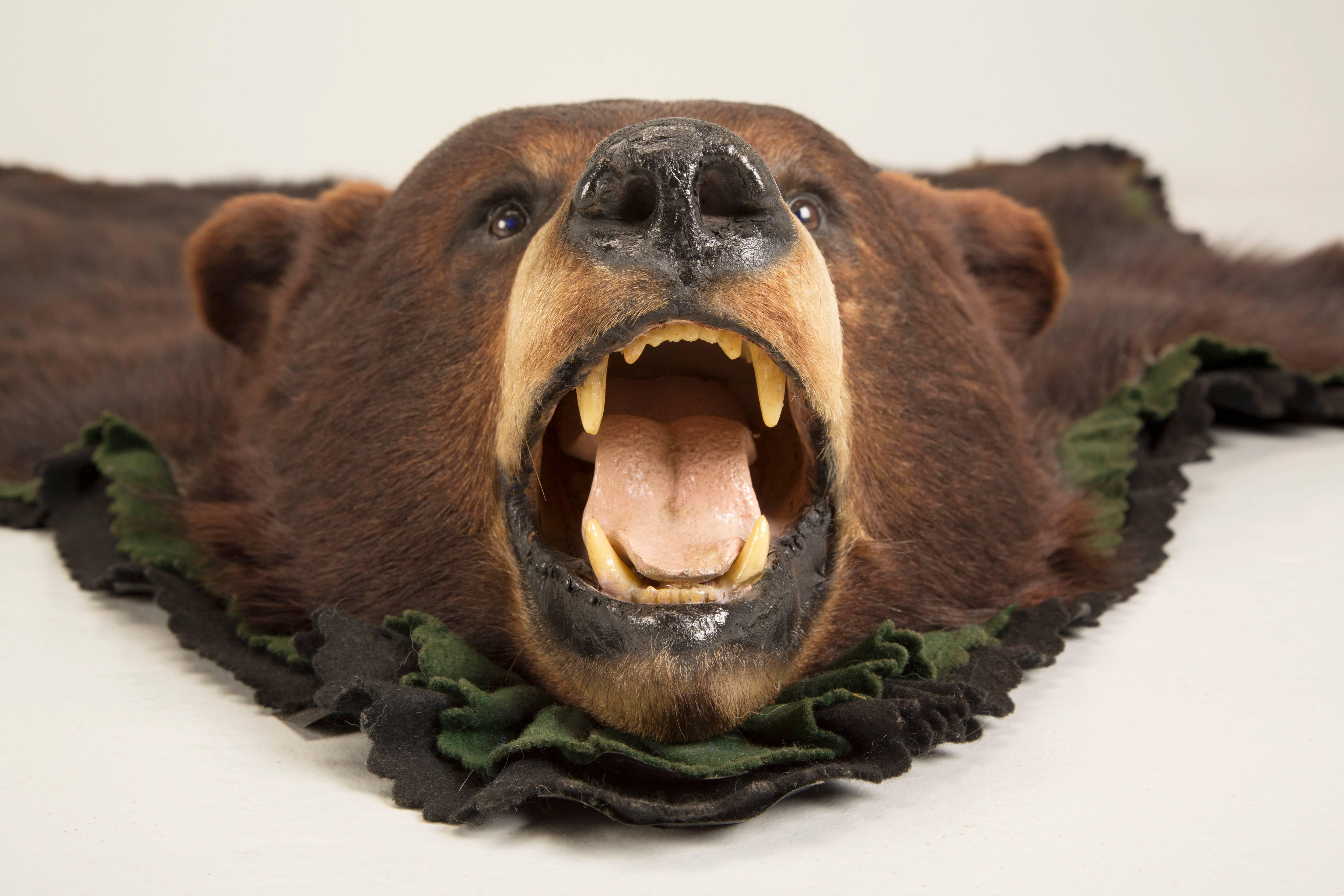 Late 20th Century American Black Bear Taxidermy Rug