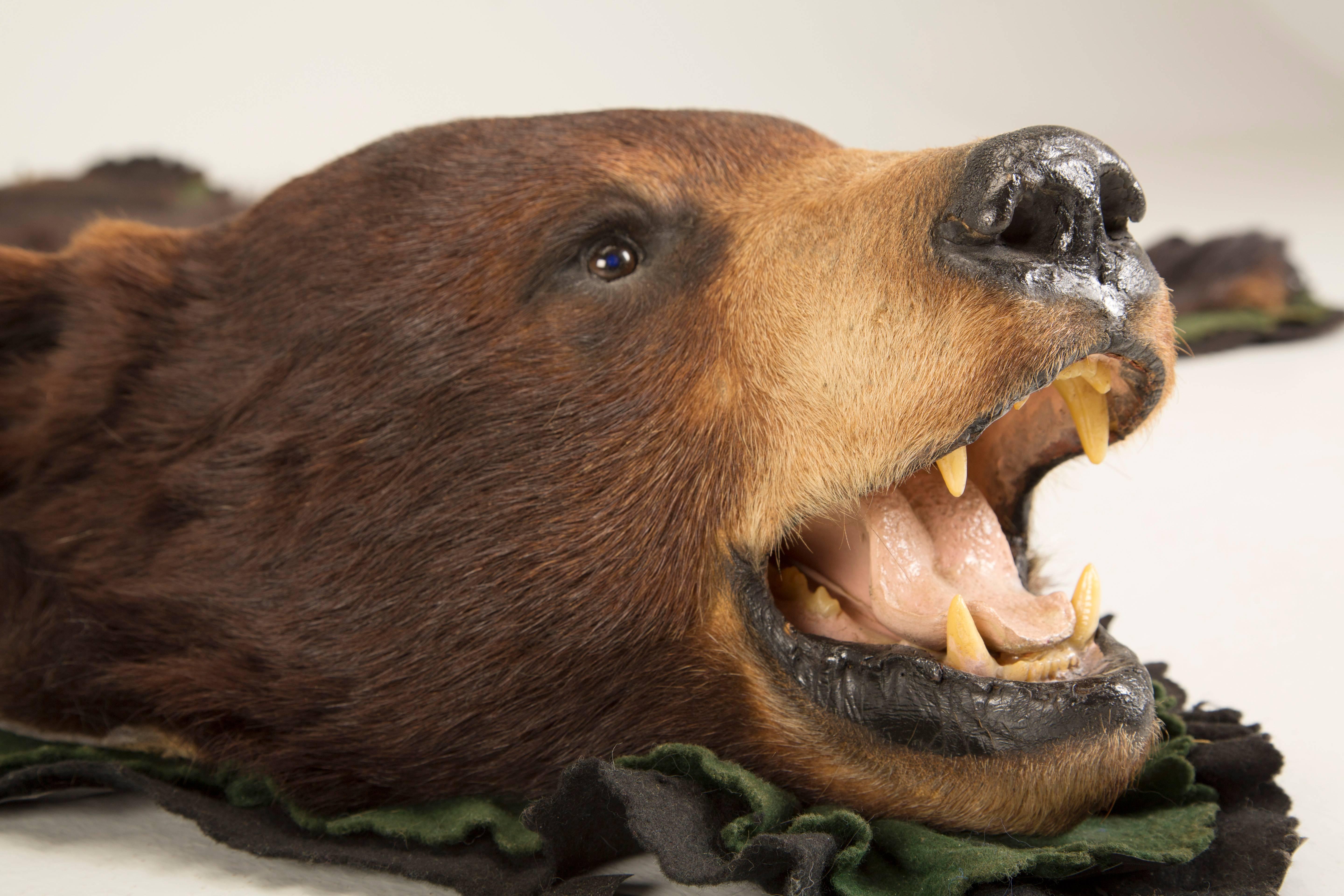 American Black Bear Taxidermy Rug 1