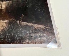 Foto all'albumina d'epoca di grandi dimensioni Fotografia di Gerusalemme American Colony Jerusalem Trees