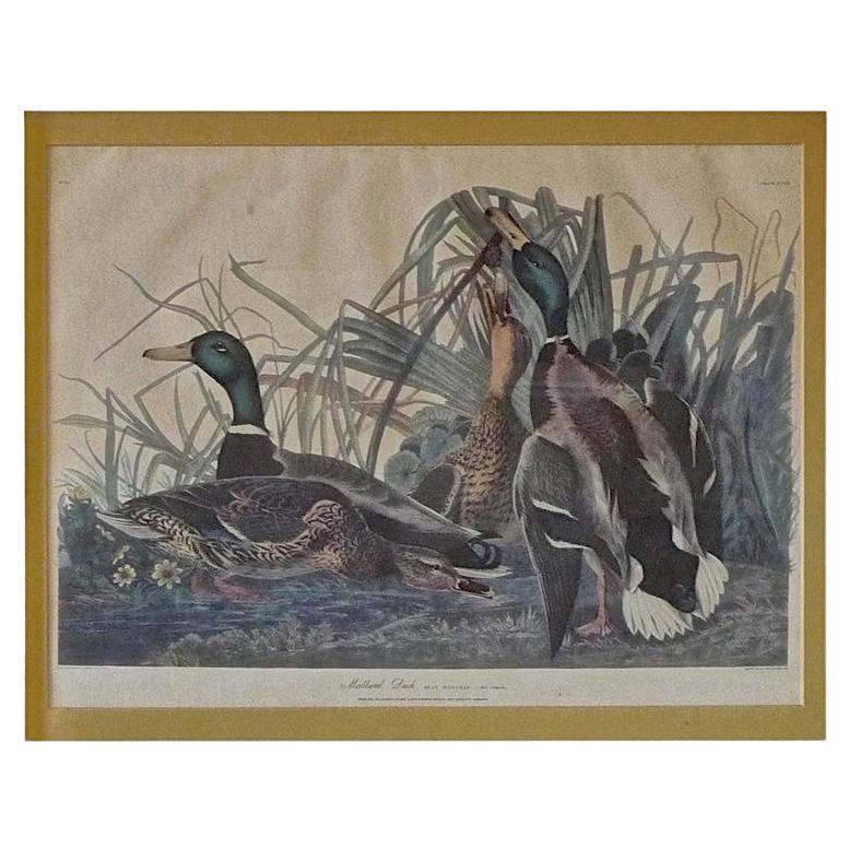 American, contemporary print of Mallard Duck after JJ Audubon. Offset lithograph after the original edition, printed by Northwestern Mutual Life Insurance Company for an advertising Campaign.