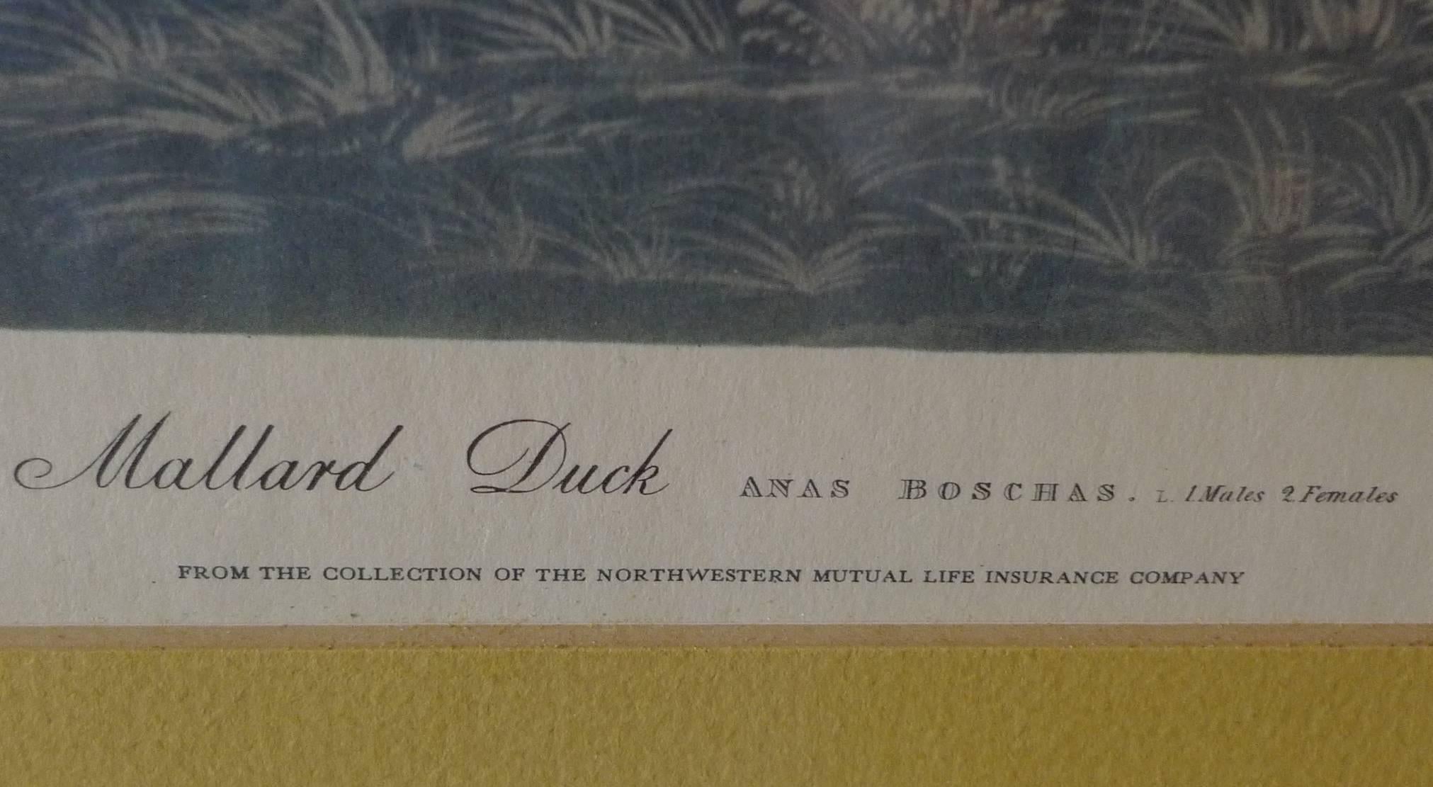 American, Contemporary Print of Mallard Duck after JJ Audubon In Good Condition In Santa Monica, CA