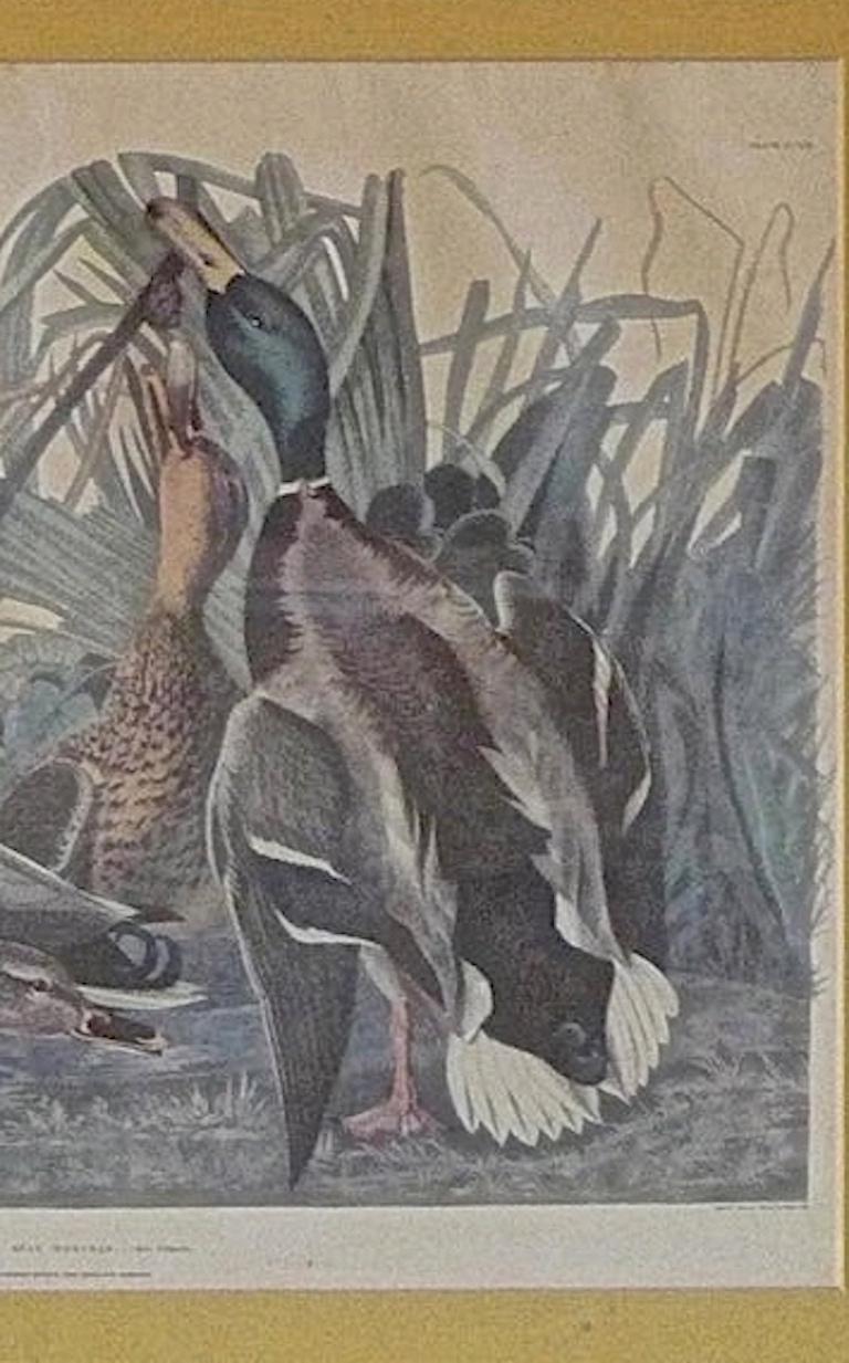 American, Contemporary Print of Mallard Duck after JJ Audubon In Good Condition For Sale In Santa Monica, CA
