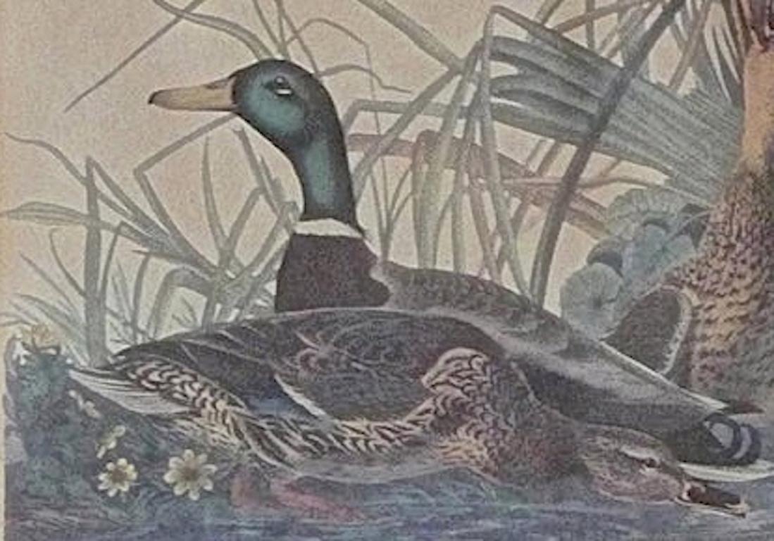 Late 20th Century American, Contemporary Print of Mallard Duck after JJ Audubon For Sale