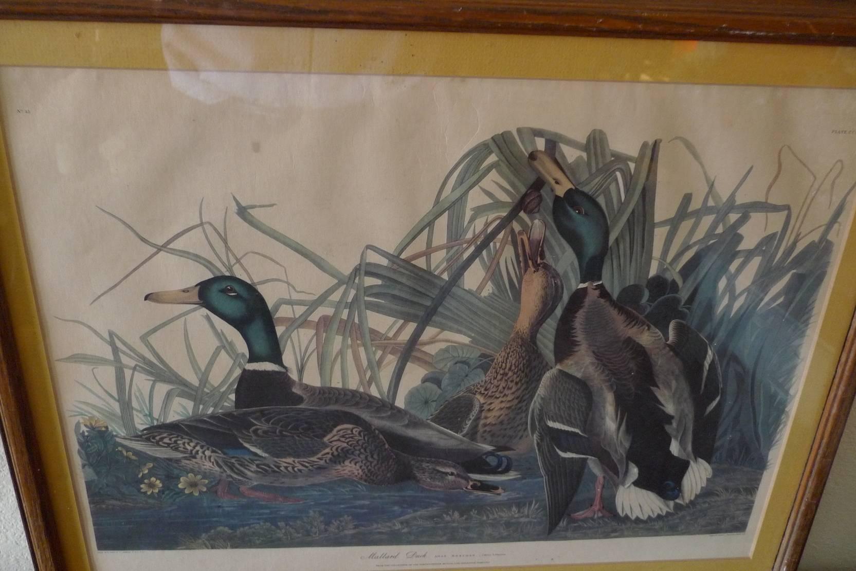 American, Contemporary Print of Mallard Duck after JJ Audubon 3