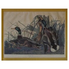 American, Contemporary Print of Mallard Duck after JJ Audubon