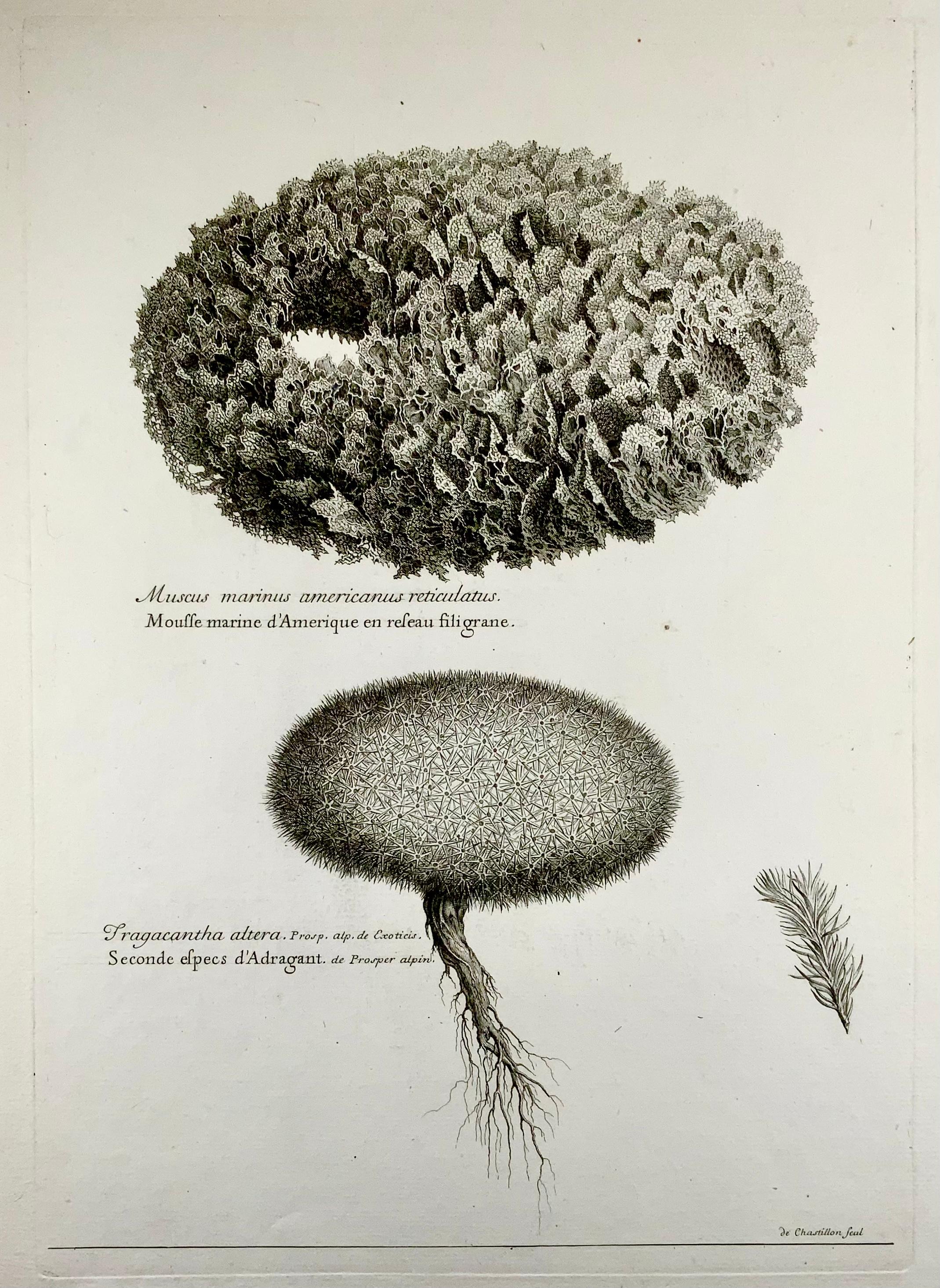 Etched American Corallina, Nicholas Robert (1610-1684); de Chastillon, marine life 54cm For Sale