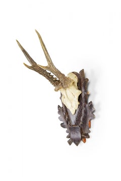 Amerikanisches Land Stil Taxidermie Geweih Plakette