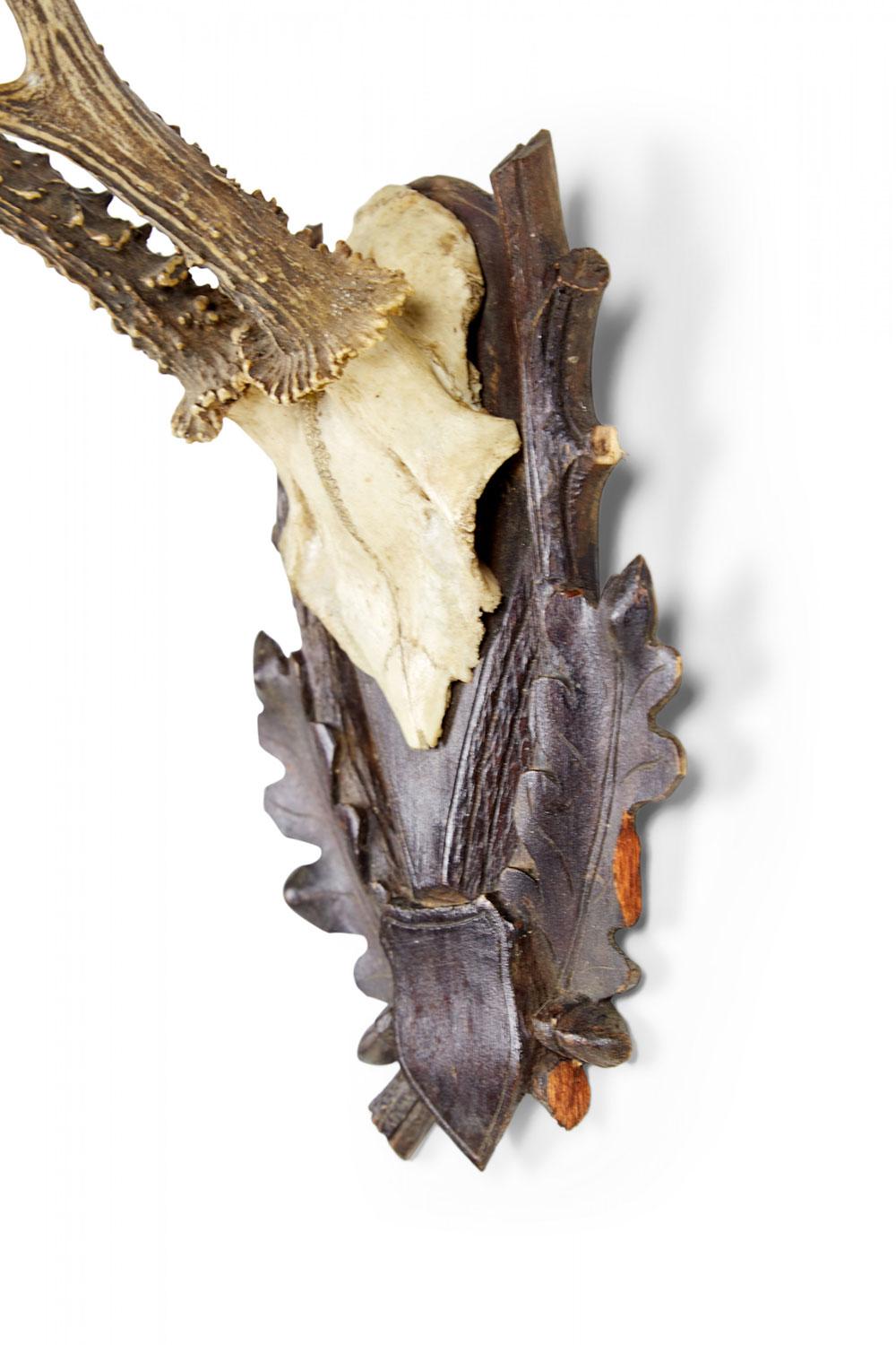 Amerikanisches Land Stil Taxidermie Geweih Plakette (Rustikal) im Angebot