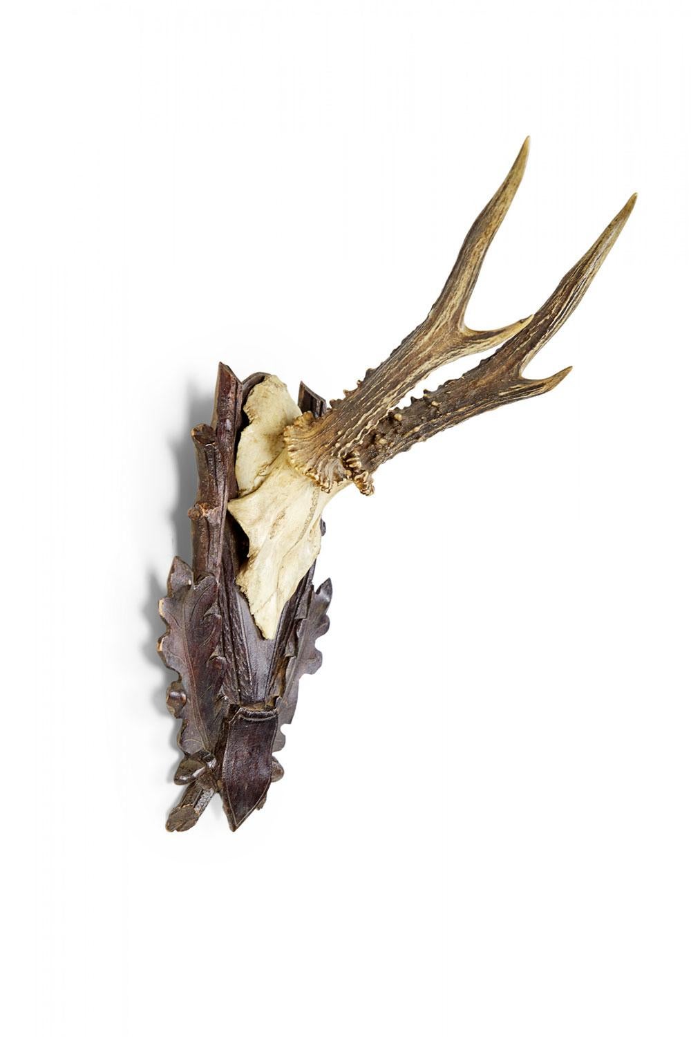 Amerikanisches Land Stil Taxidermie Geweih Plakette (amerikanisch) im Angebot