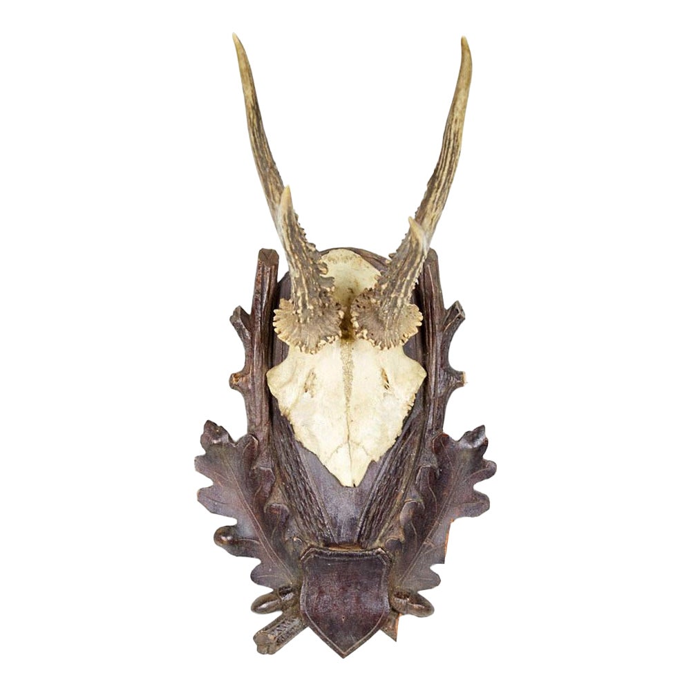 Amerikanisches Land Stil Taxidermie Geweih Plakette im Angebot