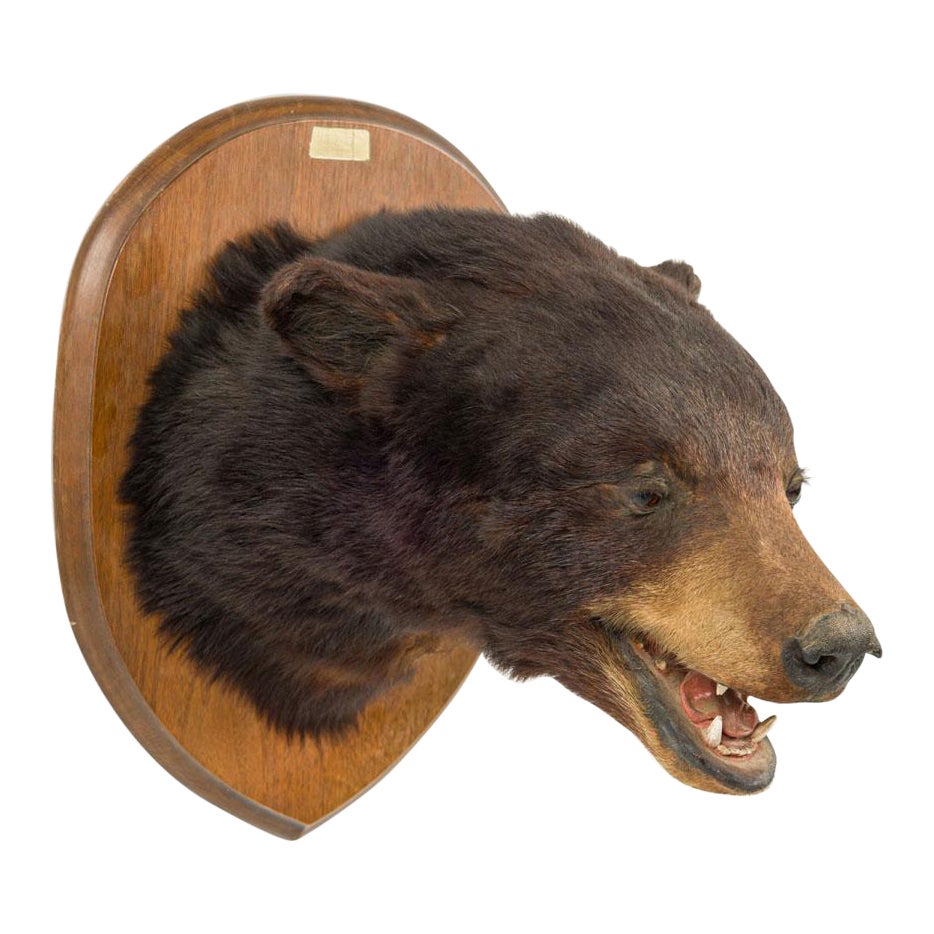 American Country Taxidermy Bear Bust Wall Plaque For Sale