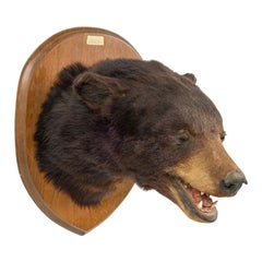American Country Taxidermy Bear Bust Wall Plaque