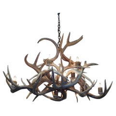 American Elk Antler Intertwined Eight Light Chandelier, Early 20th Century