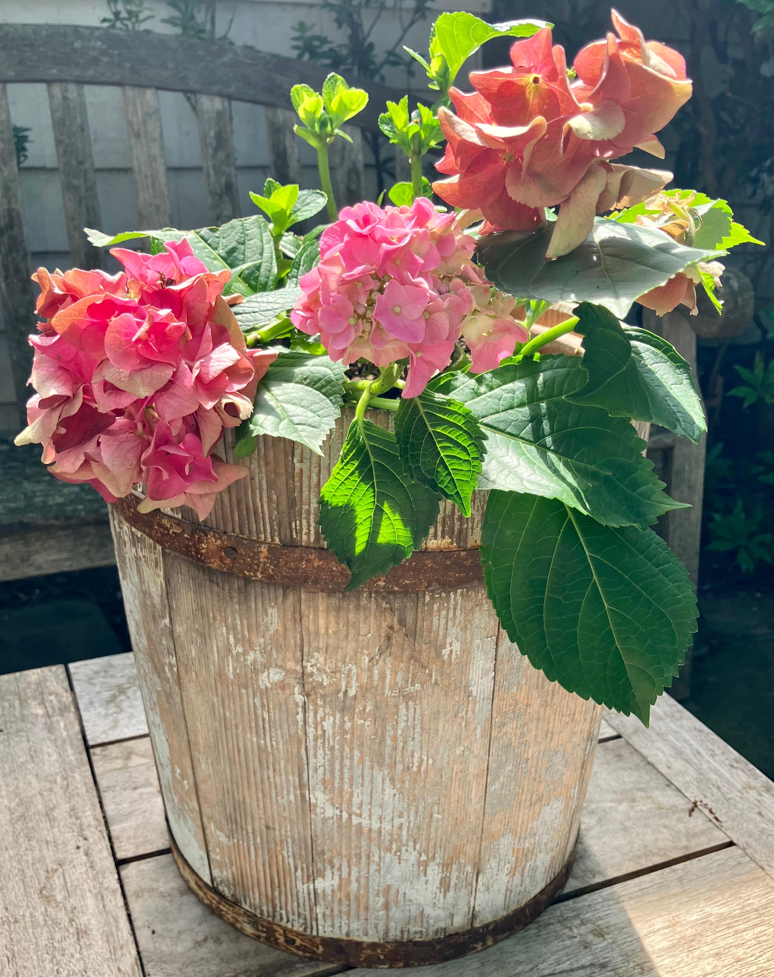 Corbeille à papier américaine. Original vintage bleu vert lavé peint seau à sève de sirop d'érable / corbeille / jardinière avec quincaillerie d'origine, parfait pour votre cuisine ou salle de bains farmhouse. États-Unis, 1er quart du 20e
