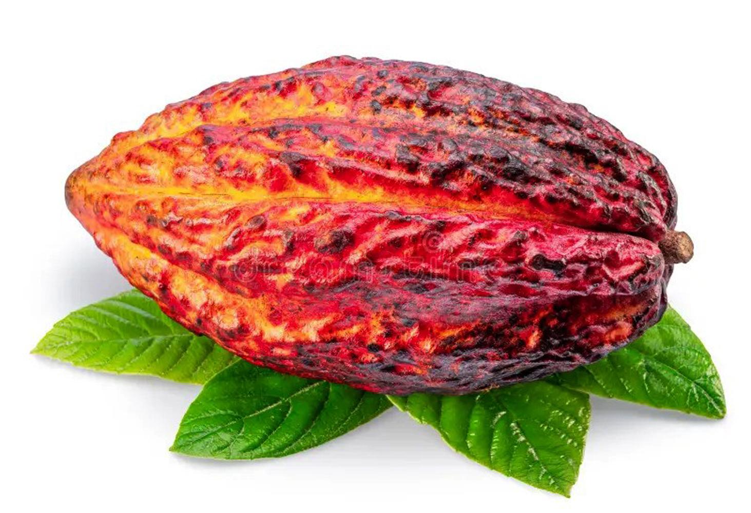 Modello di arte popolare americana di un baccello di cacao e delle sue foglie 8