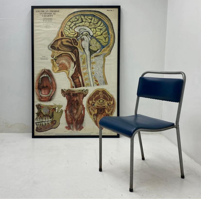 A superb vintage American Frohse anatomical chart on canvas. The medical chart is dated 1947 & supplied by Adam Rouilly & Co Ltd London. The anatomical chart has fantastic colours & illustrations of the head, brain, teeth & neck. And has been