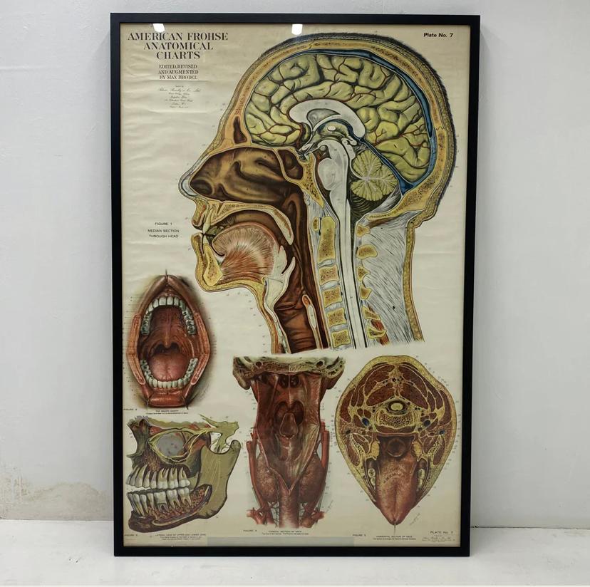 Mid-Century Modern American Frohse Anatomical Chart  For Sale