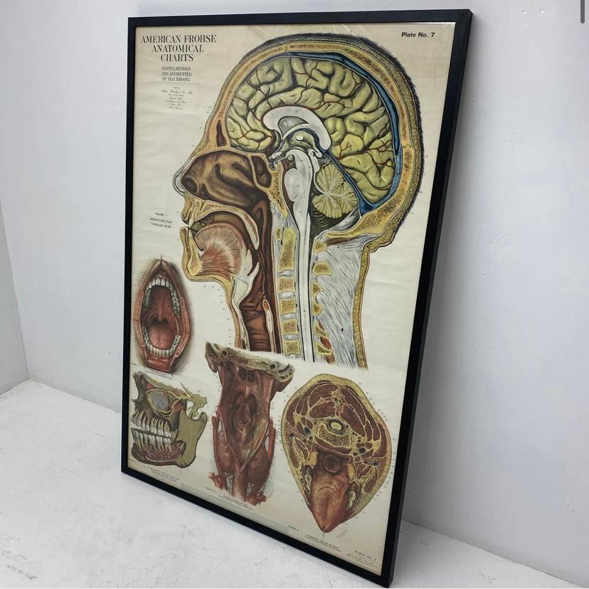 Mid-Century Modern American Frohse Anatomical Chart  For Sale