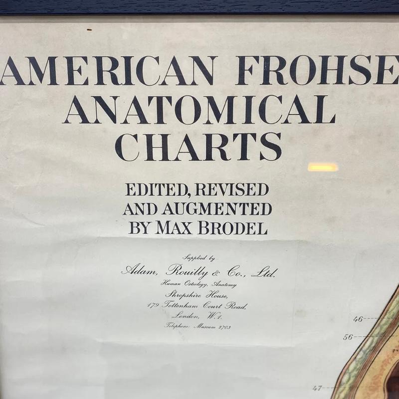 European American Frohse Anatomical Chart  For Sale