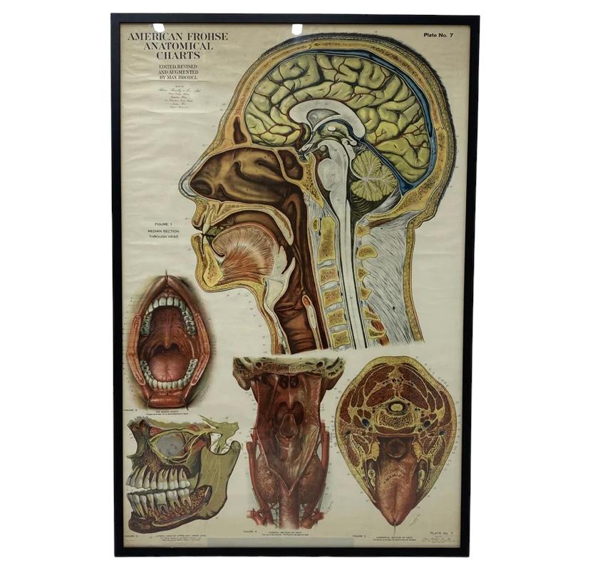 American Frohse Anatomical Chart  For Sale 2