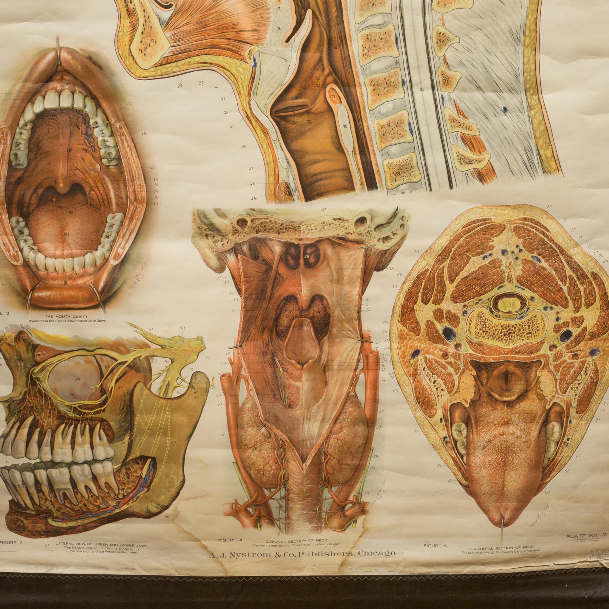 About

This is an early 20th century anatomical chart of the human skull. The chart was manufactured in 1918. It is also signed in three places 