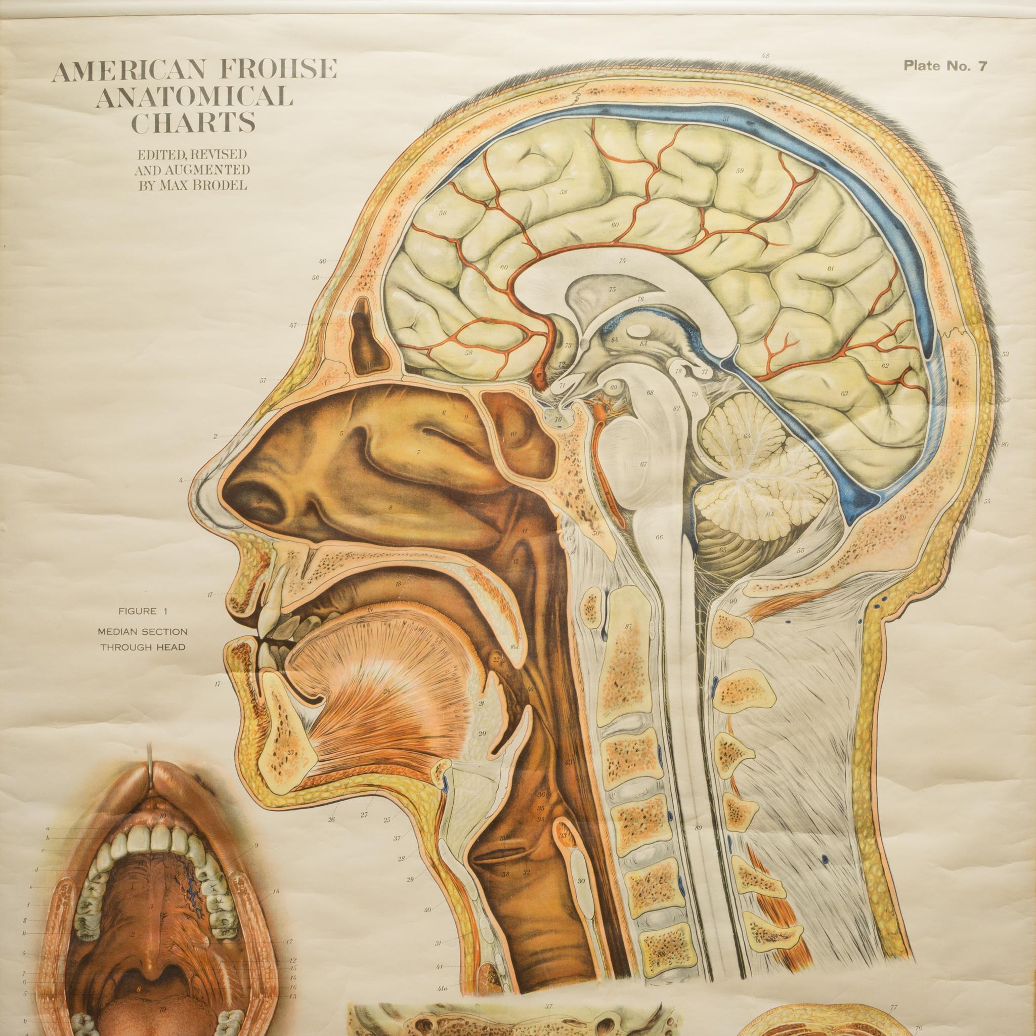 Industrial American Frouse Anatomical Medical Teaching Chart, circa 1918