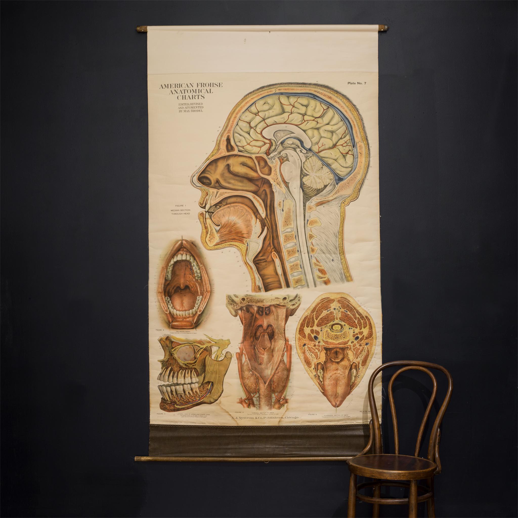 American Frouse Anatomical Medical Teaching Chart, circa 1918 In Good Condition In San Francisco, CA