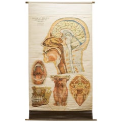 Antique American Frouse Anatomical Medical Teaching Chart, circa 1918