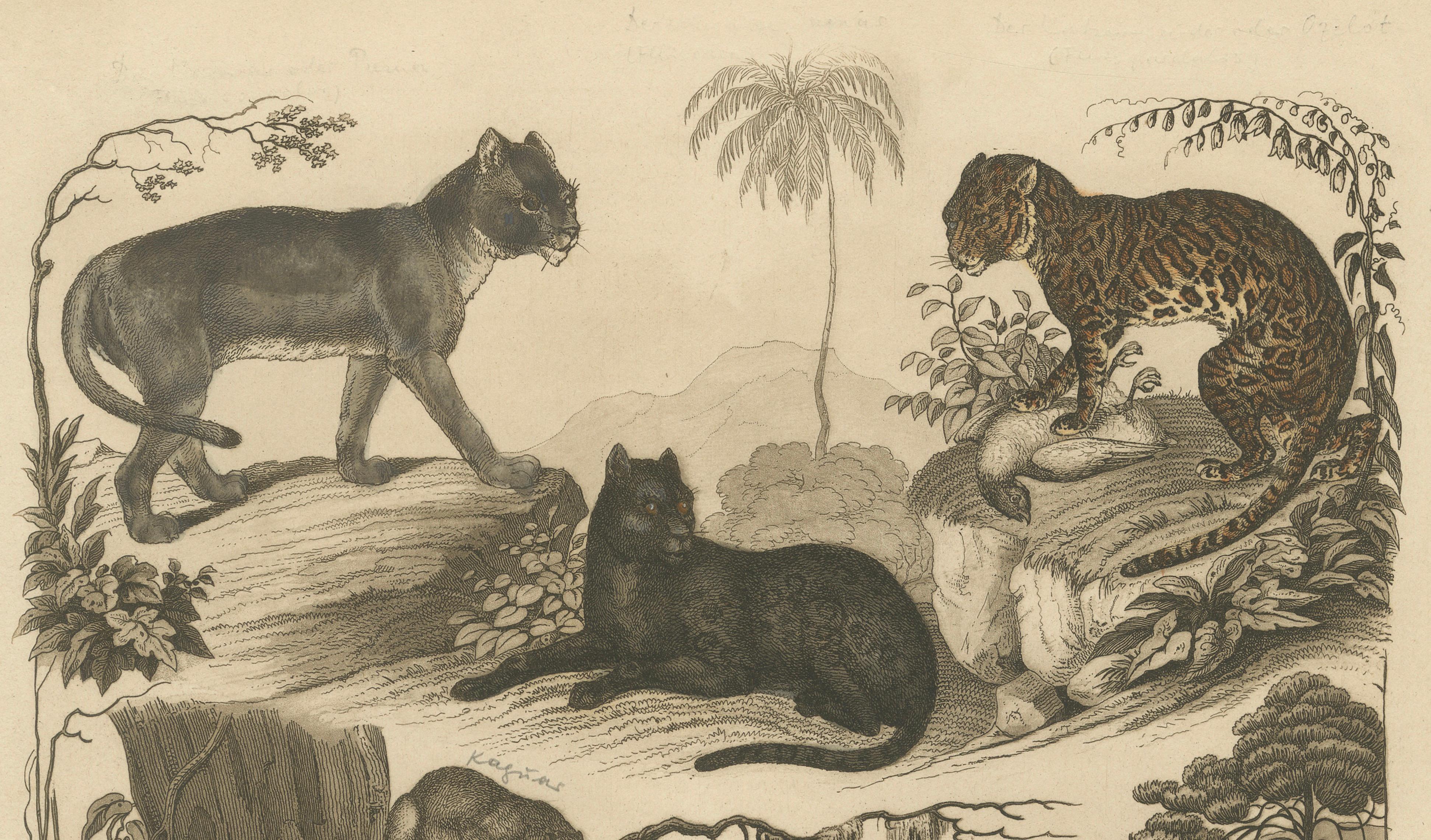 German American Hunters and Wild Cats – Antique Mayer Engraving c.1840 For Sale