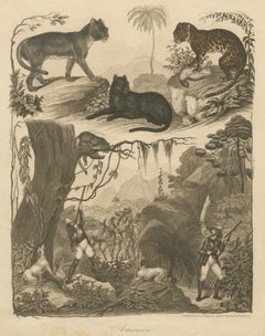 American Hunters and Wild Cats – Antique Mayer Engraving c.1840