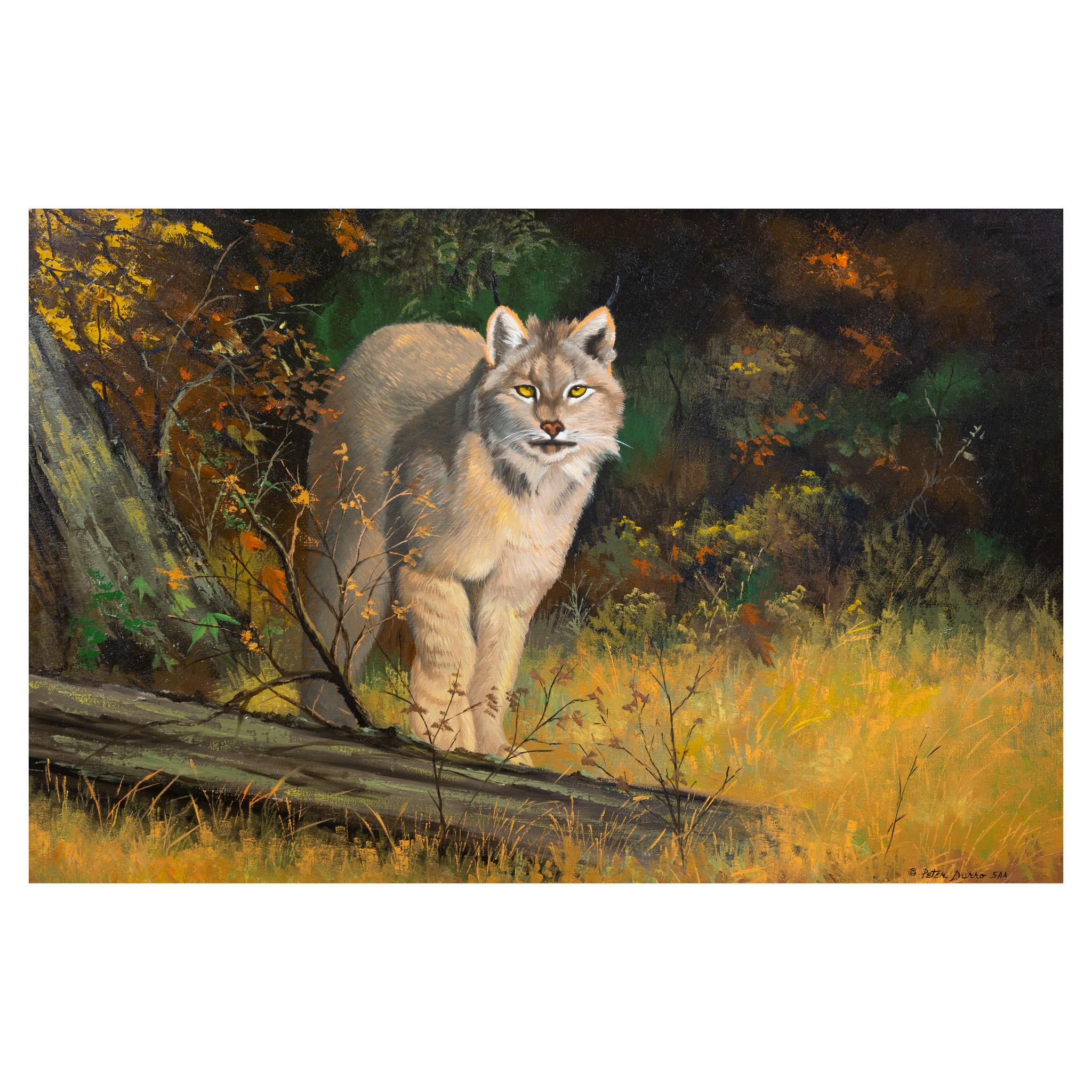 Américain Peinture à l'huile « American Lynx » de Peter Darro en vente