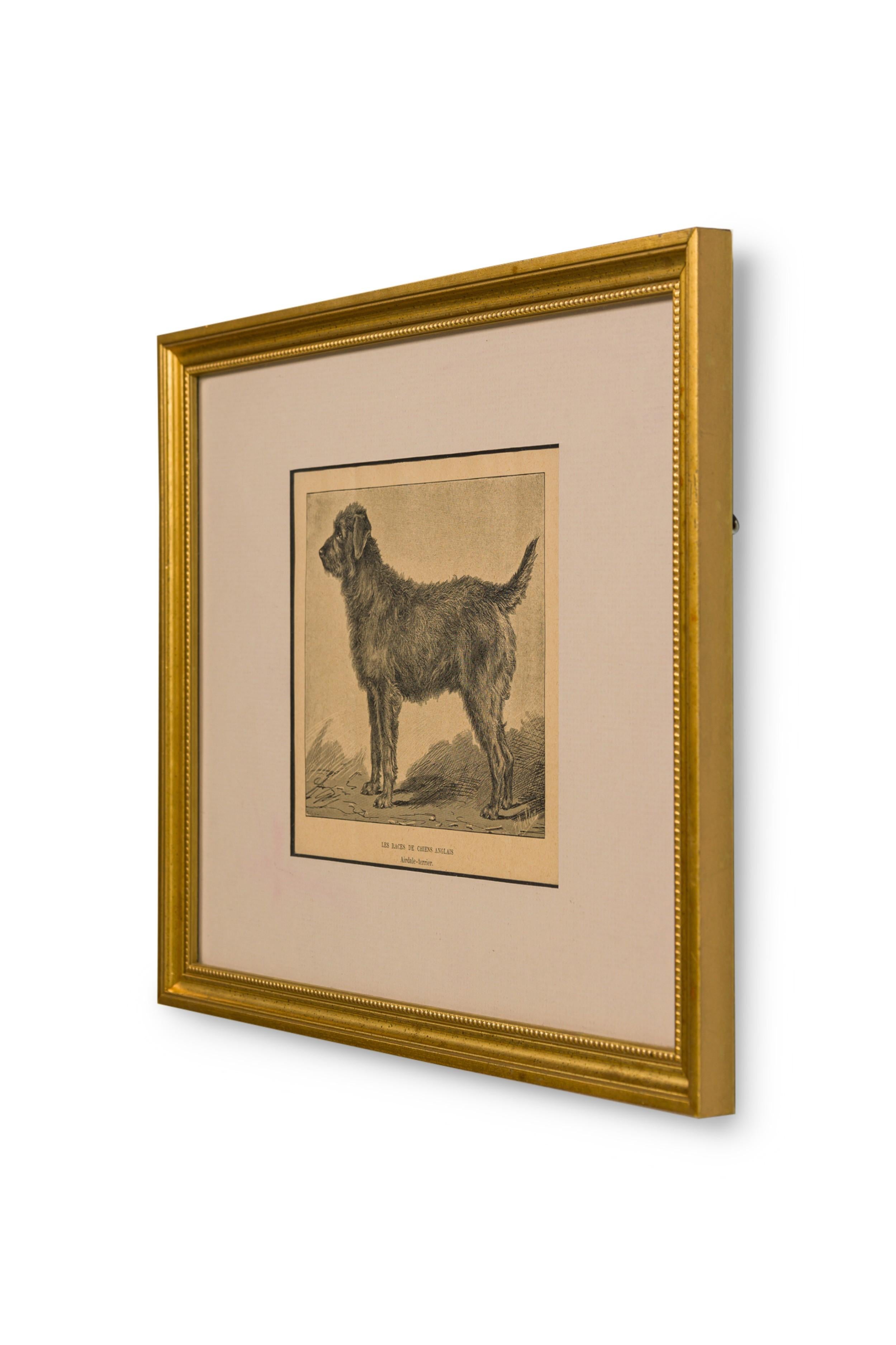 Gravure américaine du milieu du siècle représentant un terrier Airdale dans un cadre en bois doré

Bon état correspondant à l'âge et à l'utilisation