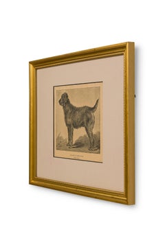 American Mid-Century Framed Print of an Airdale-Terrier