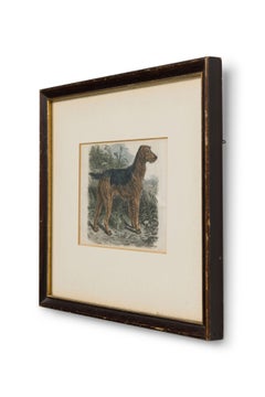 American Mid-Century Framed Print of an Airdale-Terrier