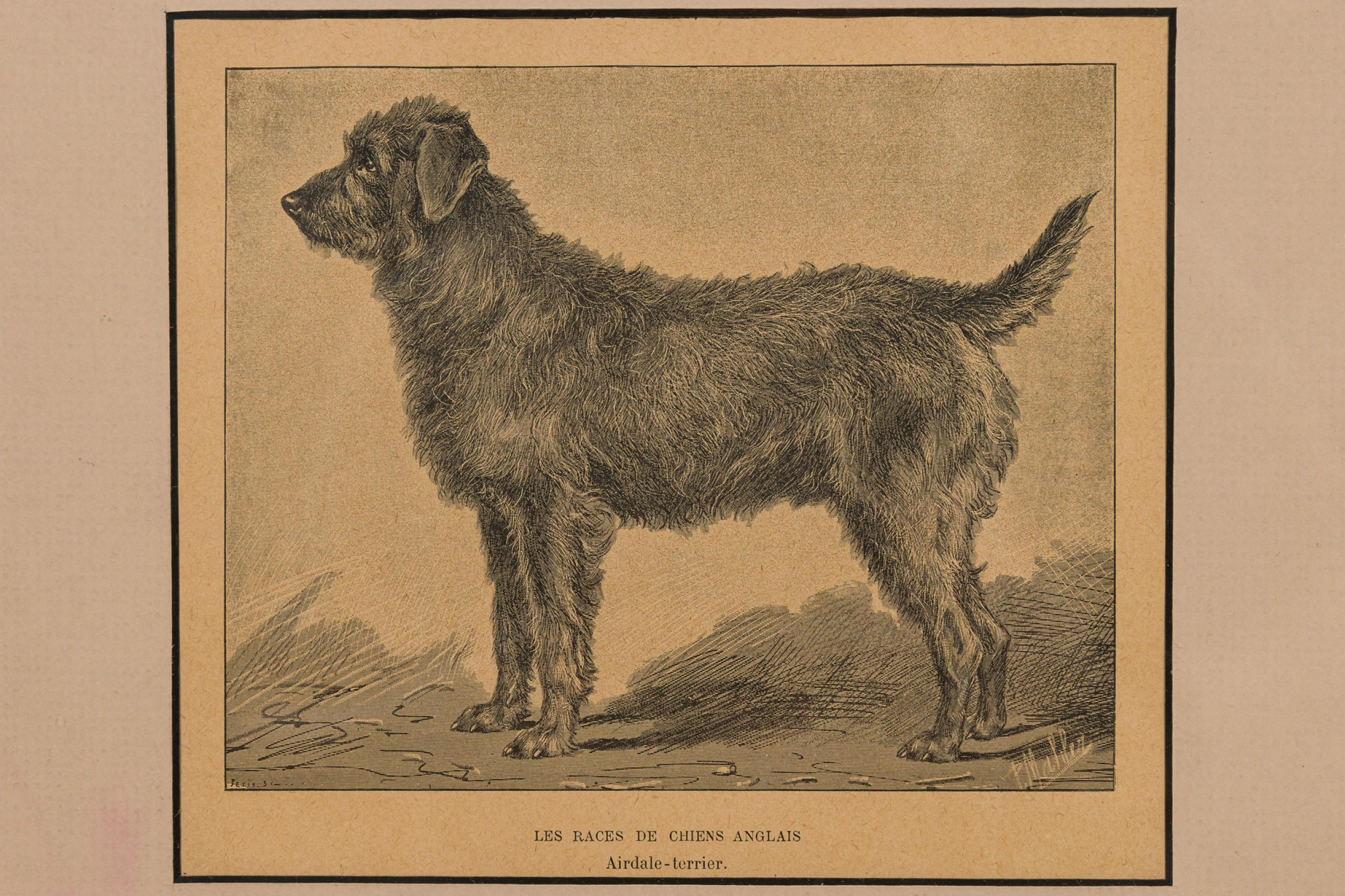 Américain Gravure américaine encadrée du milieu du siècle représentant un Airdale-Terrier en vente