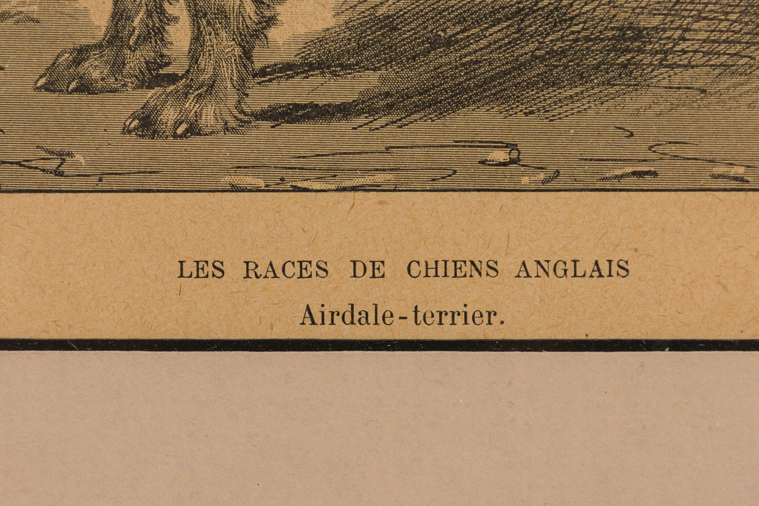 Gravure américaine encadrée du milieu du siècle représentant un Airdale-Terrier Bon état - En vente à Queens, NY