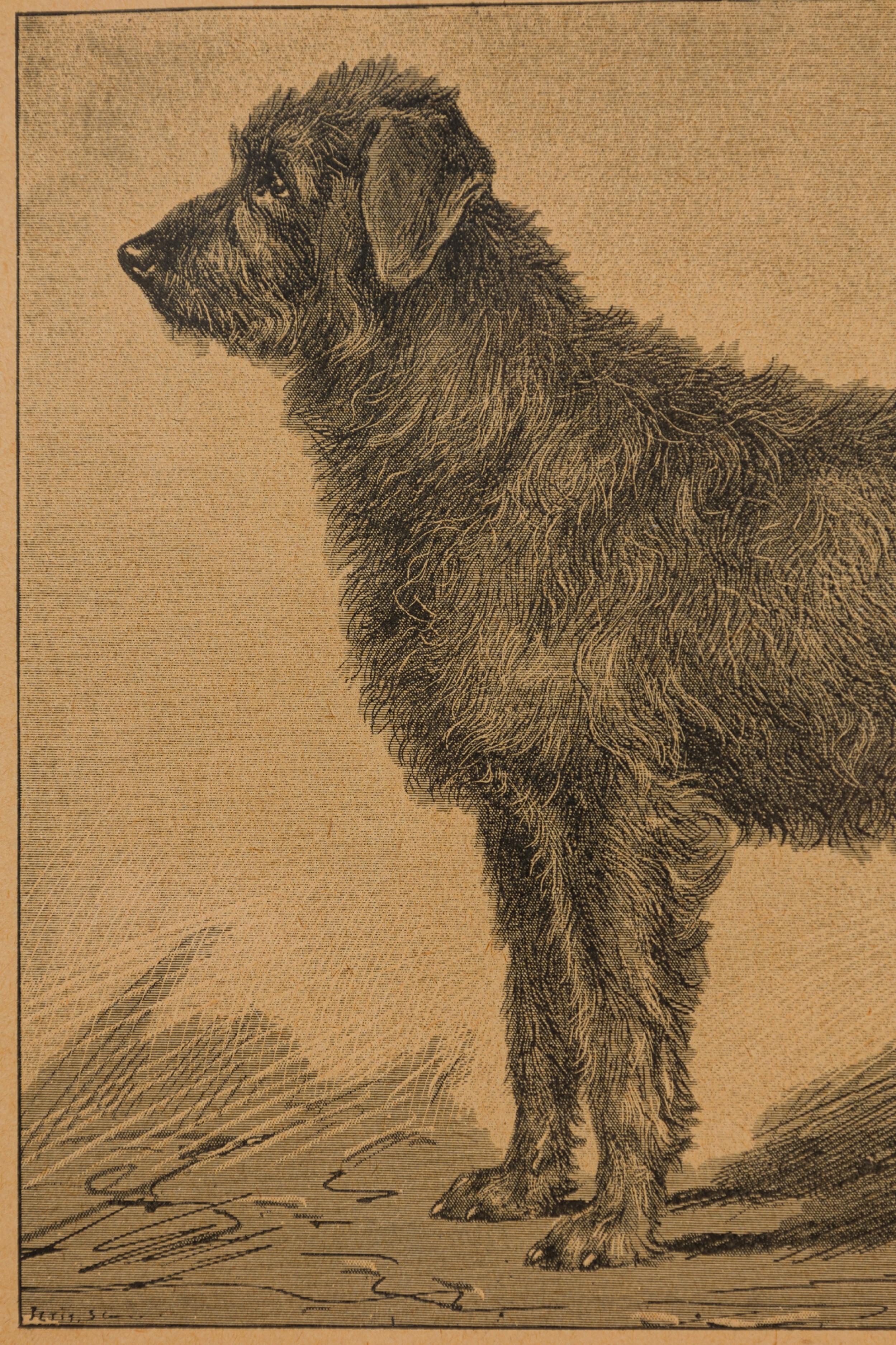 20ième siècle Gravure américaine encadrée du milieu du siècle représentant un Airdale-Terrier en vente