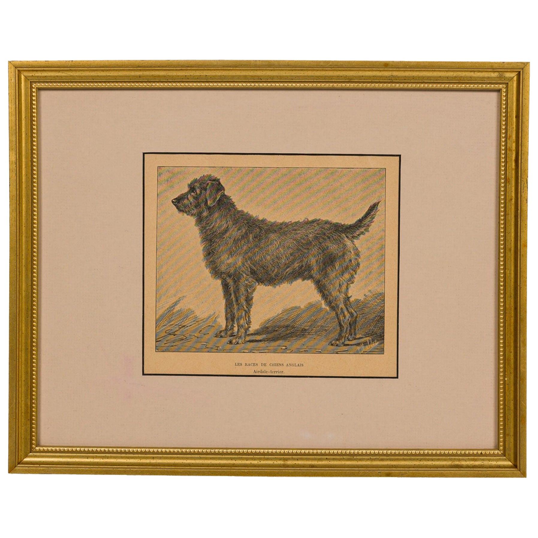 American Mid-Century Framed Print of an Airdale-Terrier
