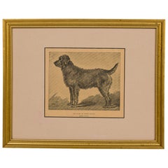 American Mid-Century Framed Print of an Airdale-Terrier