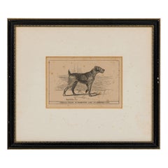 American Mid-Century Framed Print of an Airdale-Terrier