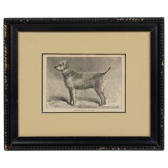 American Mid-Century Framed Print of an Airdale-Terrier