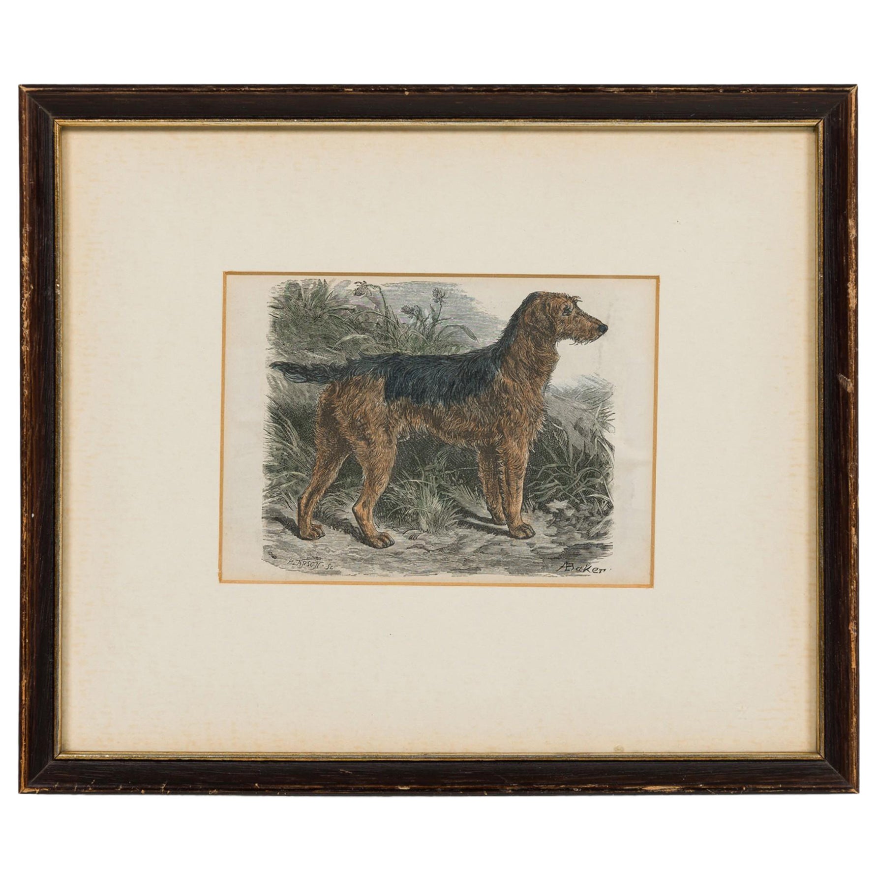 American Mid-Century Framed Print of an Airdale-Terrier