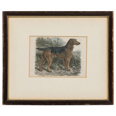 American Mid-Century Framed Print of an Airdale-Terrier