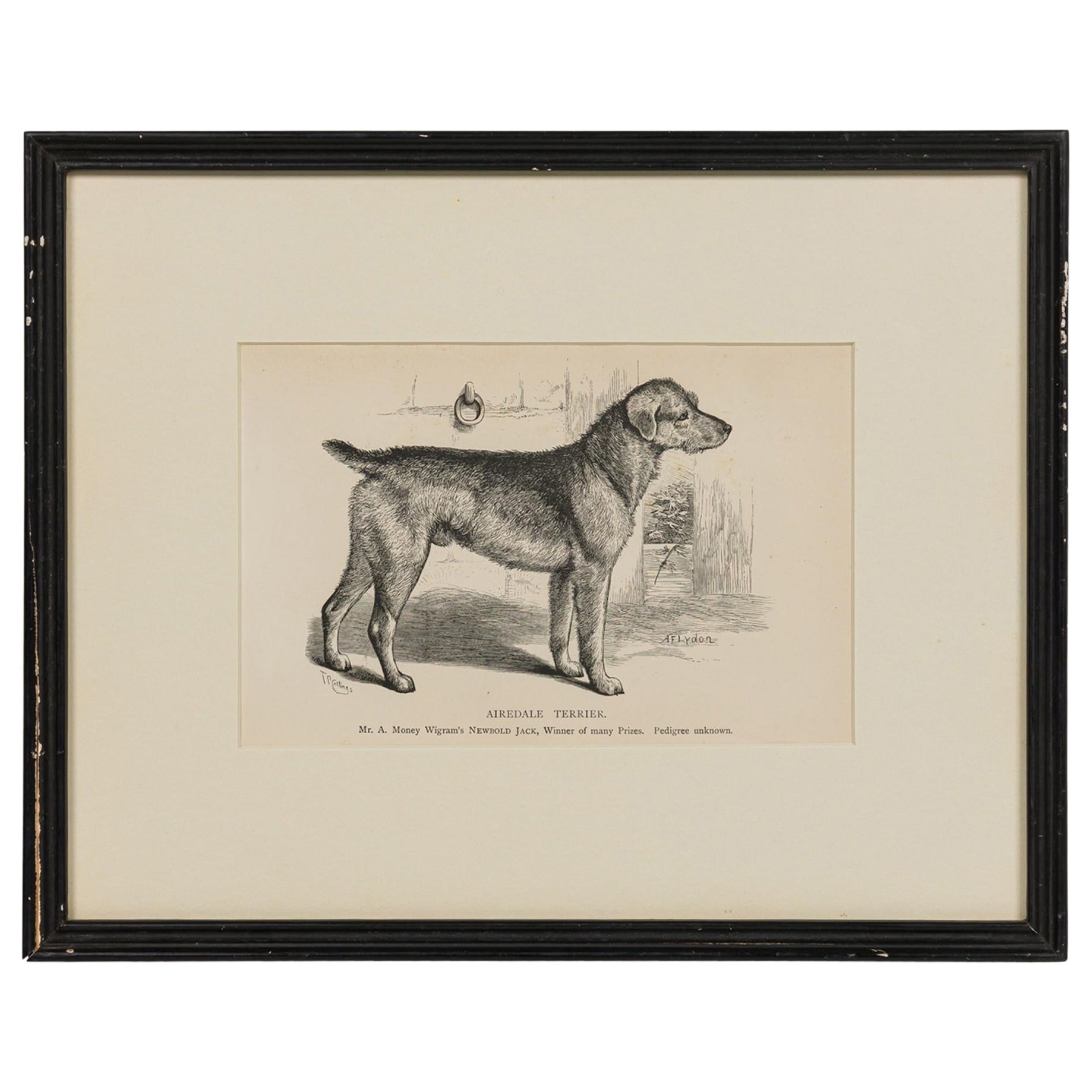 American Mid-Century Framed Print of an Airdale-Terrier For Sale